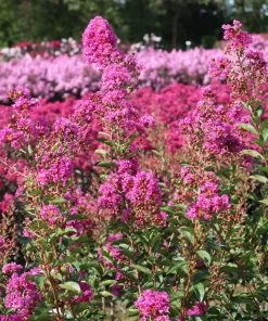 Brighter Blooms Amethyst King™ Emerald Empire® Crape Myrtle Tree 8 Brighter Blooms Amethyst King™ Emerald Empire® Crape Myrtle Tree