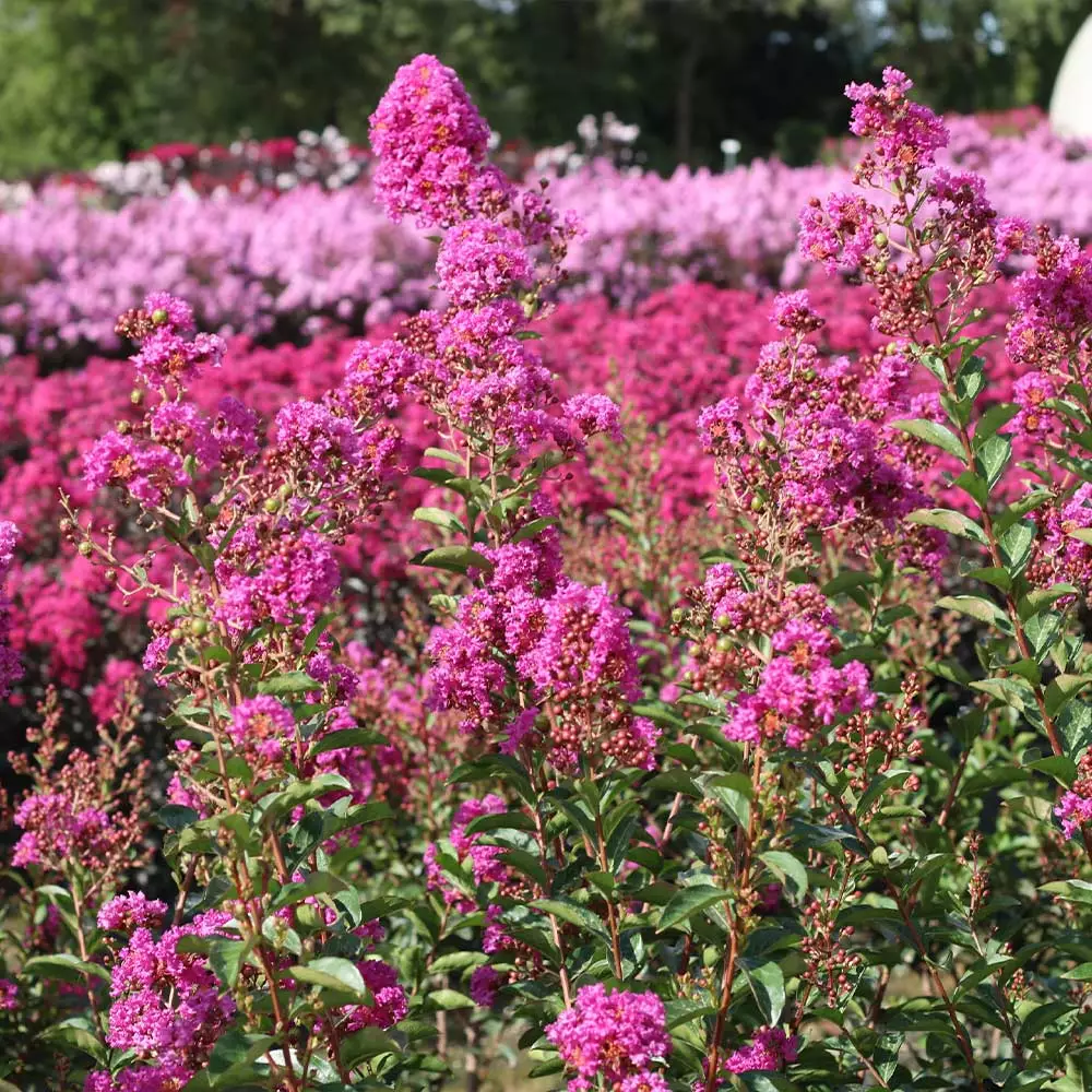 Brighter Blooms Amethyst King™ Emerald Empire® Crape Myrtle Tree 4 Brighter Blooms Amethyst King™ Emerald Empire® Crape Myrtle Tree
