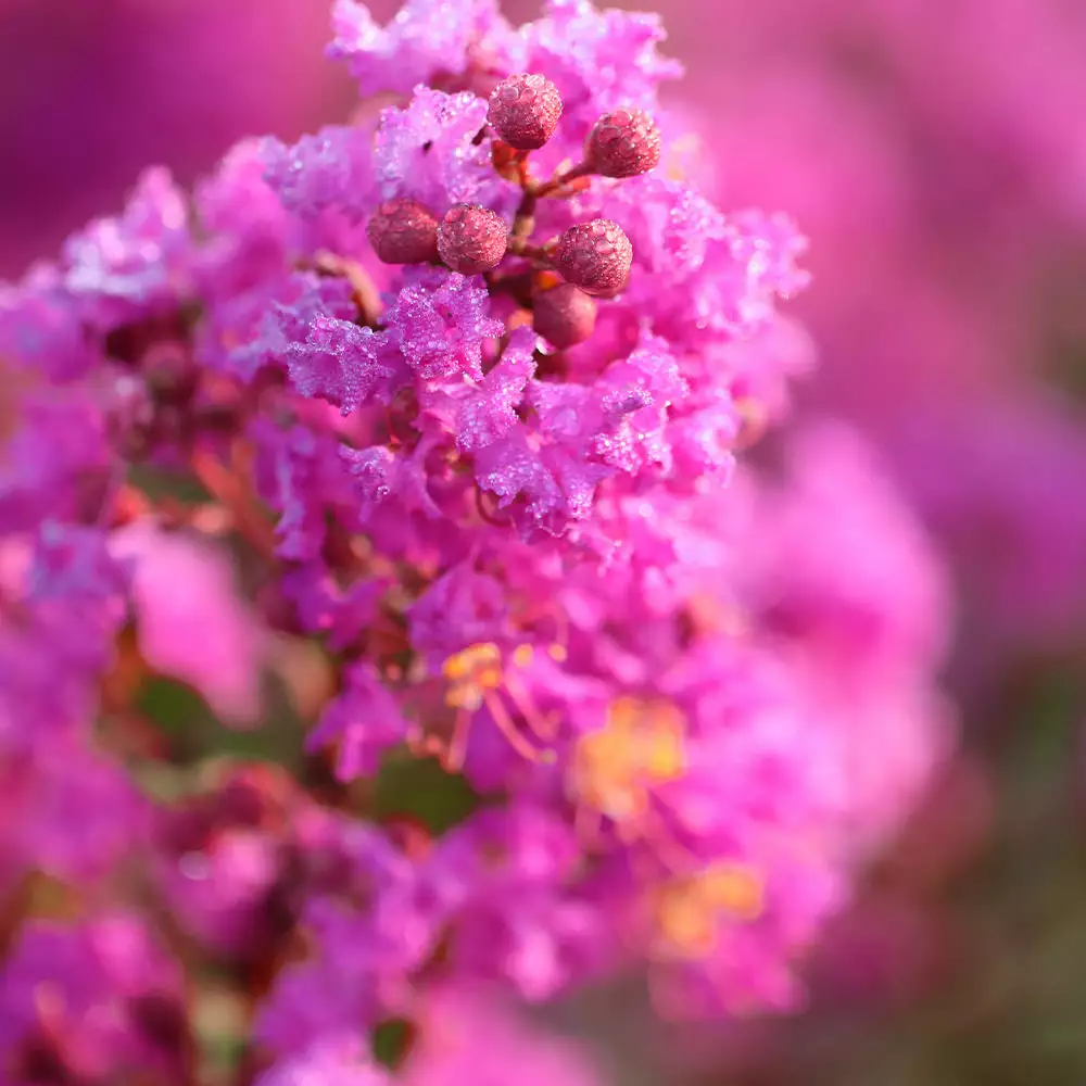 Brighter Blooms Amethyst King™ Emerald Empire® Crape Myrtle Tree 2 Brighter Blooms Amethyst King™ Emerald Empire® Crape Myrtle Tree
