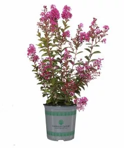 Brighter Blooms Amethyst King™ Emerald Empire® Crape Myrtle Tree 9 Brighter Blooms Amethyst King™ Emerald Empire® Crape Myrtle Tree