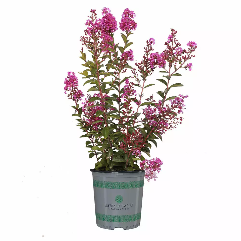 Brighter Blooms Amethyst King™ Emerald Empire® Crape Myrtle Tree 5 Brighter Blooms Amethyst King™ Emerald Empire® Crape Myrtle Tree