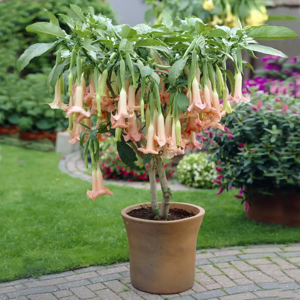 Brighter Blooms Peach Angel Trumpet Tree 2 Brighter Blooms Peach Angel Trumpet Tree
