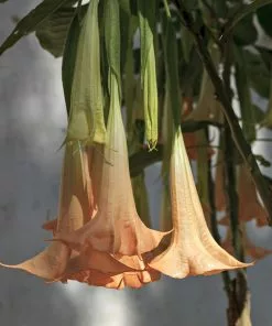 Brighter Blooms Peach Angel Trumpet Tree 5 Brighter Blooms Peach Angel Trumpet Tree