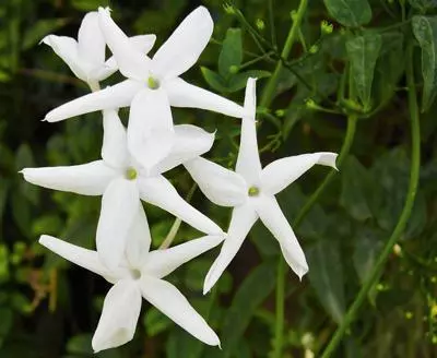 Brighter Blooms Angel Wing Jasmine Shrub 2 Brighter Blooms Angel Wing Jasmine Shrub