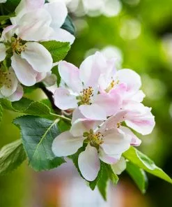 Brighter Blooms Anna Apple Tree