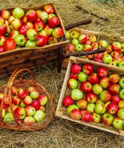 Brighter Blooms Anna Apple Tree