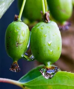 Brighter Blooms Fruit Trees Anna & Meader Kiwi Vine Pollination Pack