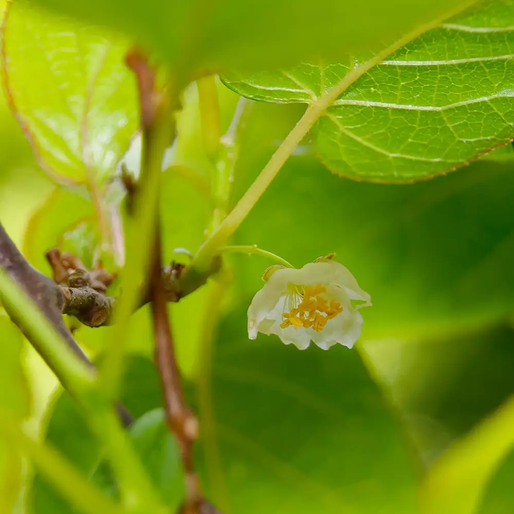 Brighter Blooms Fruit Trees Anna & Meader Kiwi Vine Pollination Pack 5 Brighter Blooms Fruit Trees Anna & Meader Kiwi Vine Pollination Pack