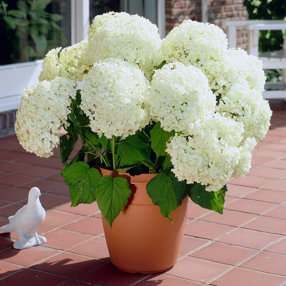 Brighter Blooms Annabelle Hydrangea Shrub (amz) 2 Brighter Blooms Annabelle Hydrangea Shrub (amz)