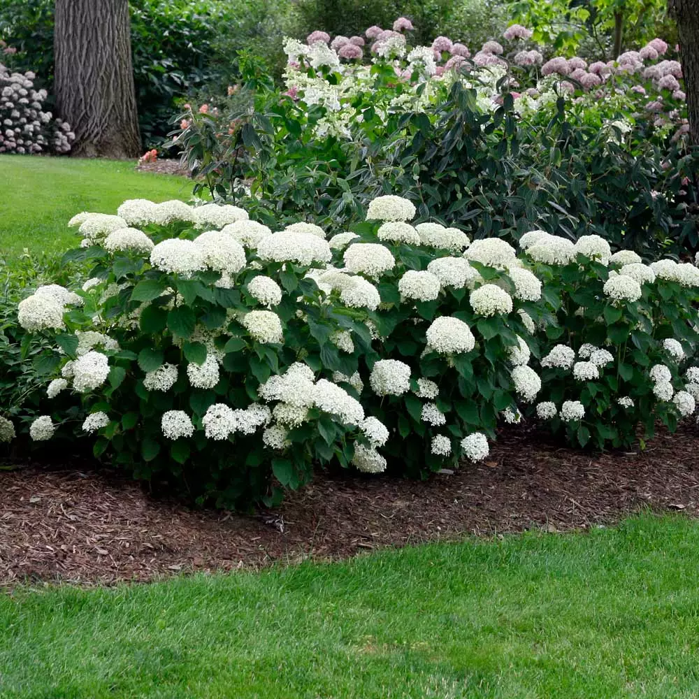 Brighter Blooms Shrubs & Hedges Annabelle Hydrangea Shrub 3 Brighter Blooms Shrubs & Hedges Annabelle Hydrangea Shrub