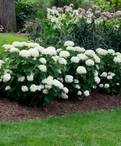 Brighter Blooms Annabelle Hydrangea Shrub (amz) 5 Brighter Blooms Annabelle Hydrangea Shrub (amz)