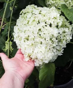 Brighter Blooms Shrubs & Hedges Annabelle Hydrangea Shrub 7 Brighter Blooms Shrubs & Hedges Annabelle Hydrangea Shrub