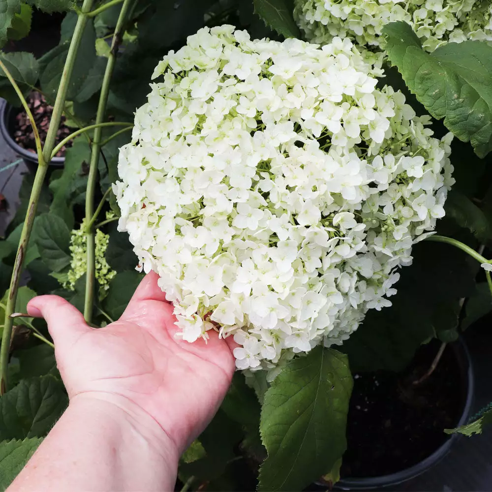 Brighter Blooms Shrubs & Hedges Annabelle Hydrangea Shrub 4 Brighter Blooms Shrubs & Hedges Annabelle Hydrangea Shrub