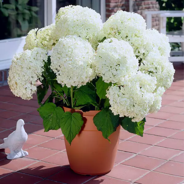Brighter Blooms Annabelle Hydrangea Shrub (amz) 1 Brighter Blooms Annabelle Hydrangea Shrub (amz)