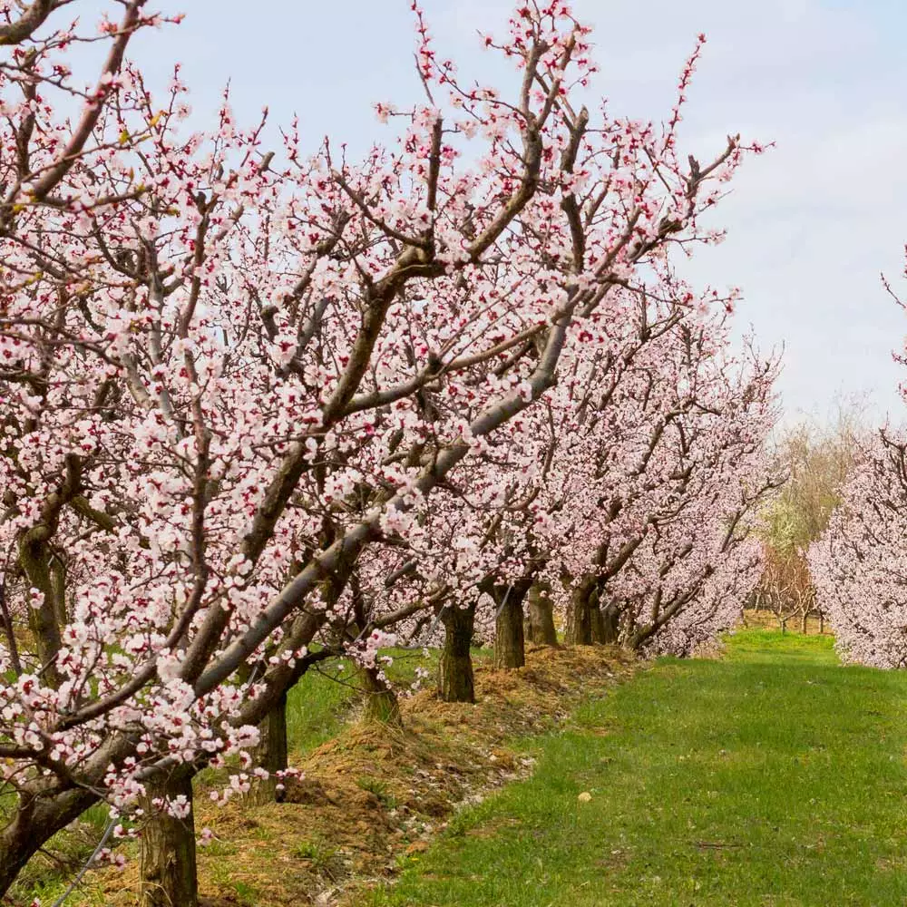 Brighter Blooms Blenheim Apricot Tree SHOP ALL 3 Brighter Blooms Blenheim Apricot Tree SHOP ALL