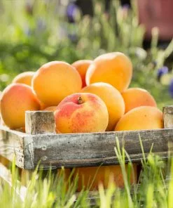 Brighter Blooms Blenheim Apricot Tree SHOP ALL 7 Brighter Blooms Blenheim Apricot Tree SHOP ALL