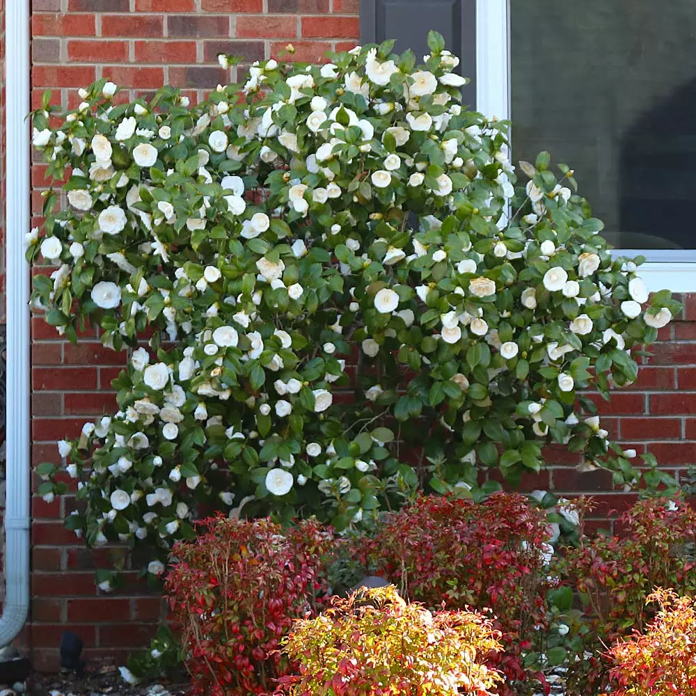 Brighter Blooms April Snow Camellia Shrub Shrubs & Hedges 4 Brighter Blooms April Snow Camellia Shrub Shrubs & Hedges
