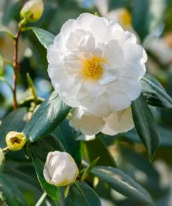 Brighter Blooms April Snow Camellia Shrub Shrubs & Hedges 6 Brighter Blooms April Snow Camellia Shrub Shrubs & Hedges