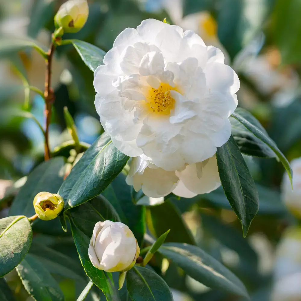 Brighter Blooms April Snow Camellia Shrub Shrubs & Hedges 3 Brighter Blooms April Snow Camellia Shrub Shrubs & Hedges
