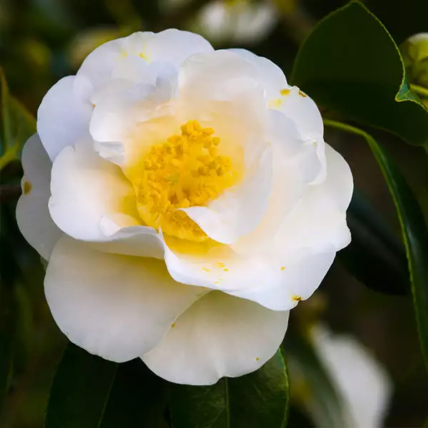 Brighter Blooms April Snow Camellia Shrub Shrubs & Hedges 1 Brighter Blooms April Snow Camellia Shrub Shrubs & Hedges