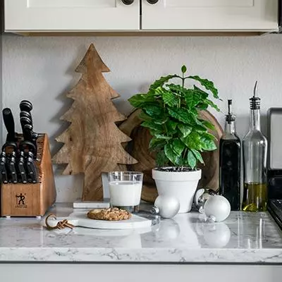 Brighter Blooms Fruit Trees Arabica Coffee Gift Plant 2 Brighter Blooms Fruit Trees Arabica Coffee Gift Plant