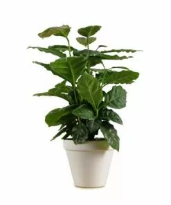 Brighter Blooms Fruit Trees Arabica Coffee Gift Plant 5 Brighter Blooms Fruit Trees Arabica Coffee Gift Plant