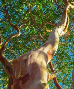 Brighter Blooms Arapaho Crape Myrtle Tree 9 Brighter Blooms Arapaho Crape Myrtle Tree