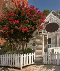 Brighter Blooms Arapaho Crape Myrtle Tree 7 Brighter Blooms Arapaho Crape Myrtle Tree