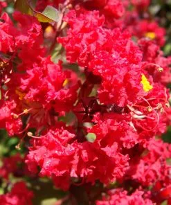Brighter Blooms Arapaho Crape Myrtle Tree 8 Brighter Blooms Arapaho Crape Myrtle Tree
