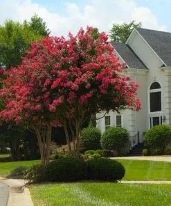 Brighter Blooms Arapaho Crape Myrtle Tree