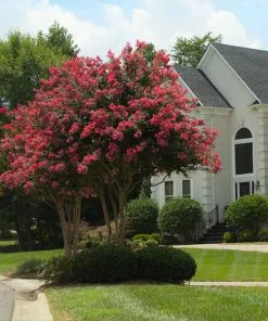 Brighter Blooms Arapaho Crape Myrtle Tree