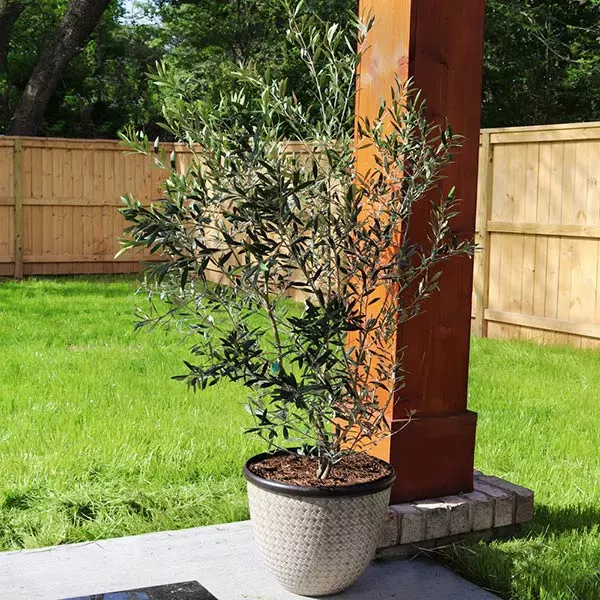 Brighter Blooms Fruit Trees Arbequina Olive Tree 1 Brighter Blooms Fruit Trees Arbequina Olive Tree