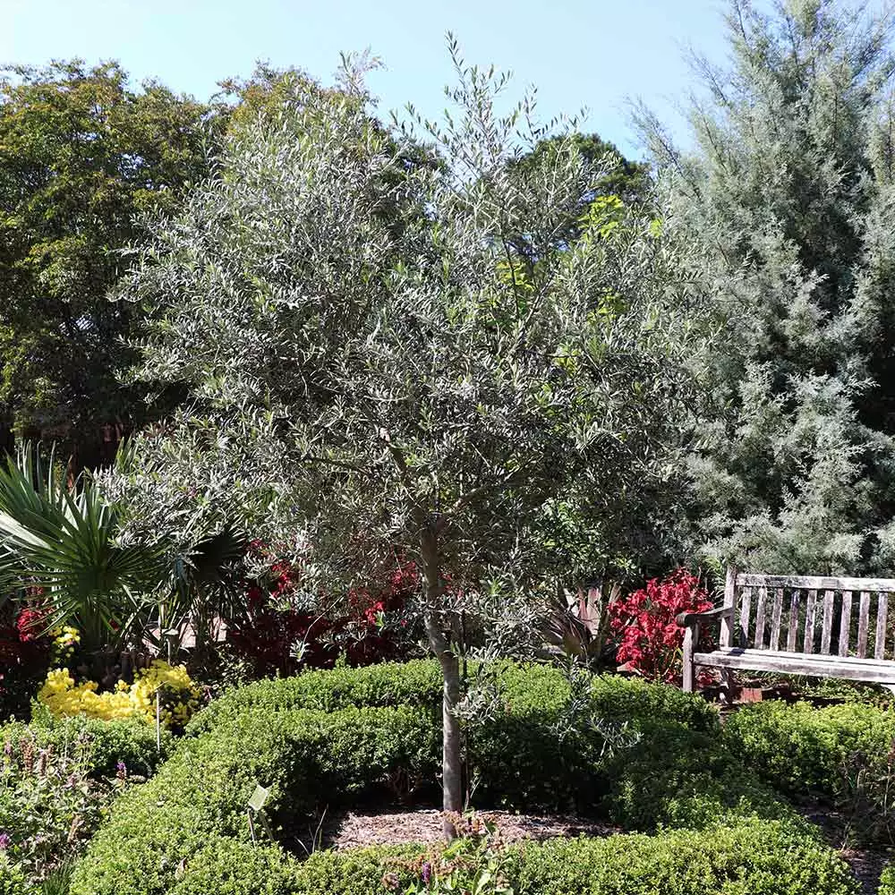 Brighter Blooms Fruit Trees Arbequina Olive Tree 3 Brighter Blooms Fruit Trees Arbequina Olive Tree