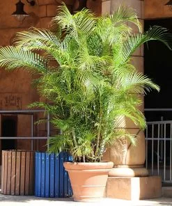 Brighter Blooms Palm Trees Areca Palm Tree 11 Brighter Blooms Palm Trees Areca Palm Tree