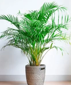 Brighter Blooms Palm Trees Areca Palm Tree 9 Brighter Blooms Palm Trees Areca Palm Tree