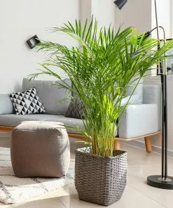 Brighter Blooms Palm Trees Areca Palm Tree