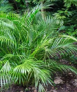 Brighter Blooms Palm Trees Areca Palm Tree 8 Brighter Blooms Palm Trees Areca Palm Tree