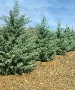Brighter Blooms Evergreen & Privacy Drought-Tolerant Evergreen Tree