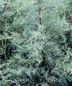 Brighter Blooms Evergreen & Privacy Drought-Tolerant Evergreen Tree 10 Brighter Blooms Evergreen & Privacy Drought-Tolerant Evergreen Tree