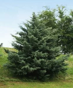 Brighter Blooms Evergreen & Privacy Drought-Tolerant Evergreen Tree 8 Brighter Blooms Evergreen & Privacy Drought-Tolerant Evergreen Tree