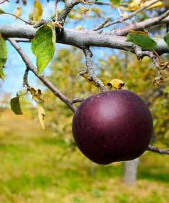Brighter Blooms Apples Trees Arkansas Black Apple Tree 7 Brighter Blooms Apples Trees Arkansas Black Apple Tree