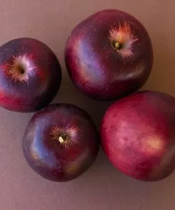 Brighter Blooms Apples Trees Arkansas Black Apple Tree 8 Brighter Blooms Apples Trees Arkansas Black Apple Tree