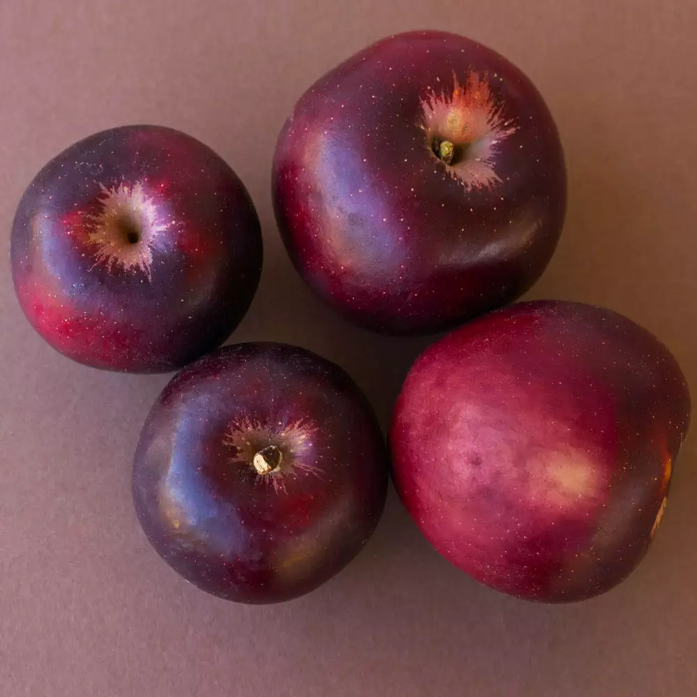 Brighter Blooms Apples Trees Arkansas Black Apple Tree 4 Brighter Blooms Apples Trees Arkansas Black Apple Tree