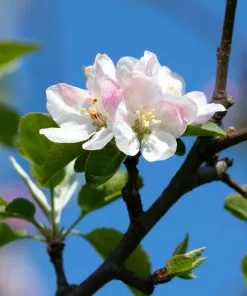 Brighter Blooms Apples Trees Arkansas Black Apple Tree 9 Brighter Blooms Apples Trees Arkansas Black Apple Tree