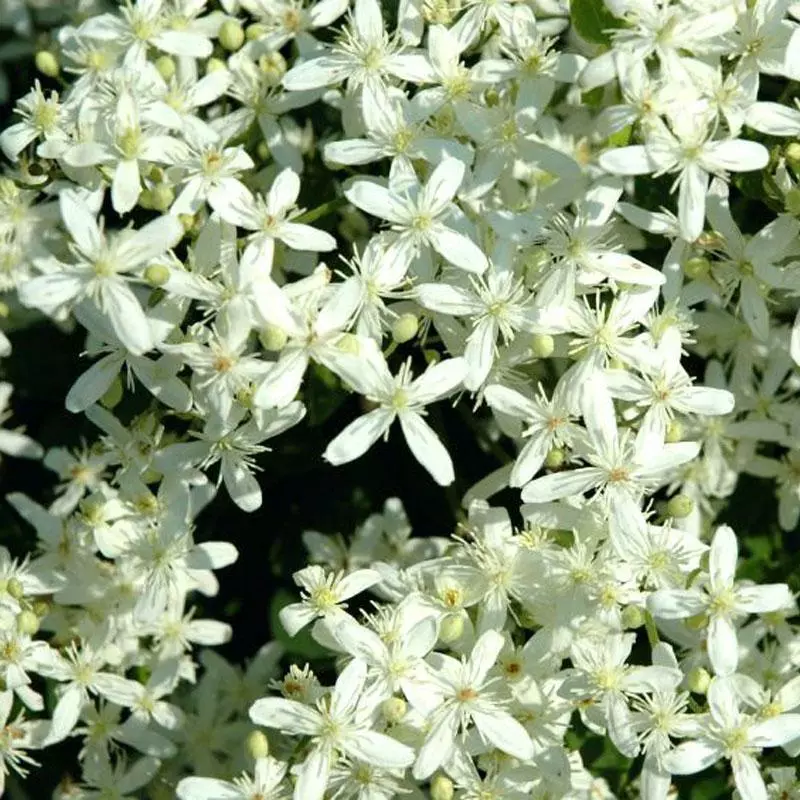 Brighter Blooms Armandii Clematis Vine 2 Brighter Blooms Armandii Clematis Vine