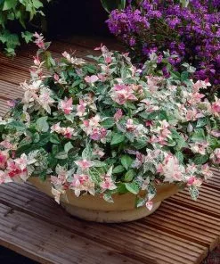 Brighter Blooms Snow-N-Summer™ Asiatic Jasmine Shrub 7 Brighter Blooms Snow-N-Summer™ Asiatic Jasmine Shrub