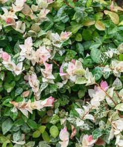 Brighter Blooms Snow-N-Summer™ Asiatic Jasmine Shrub 8 Brighter Blooms Snow-N-Summer™ Asiatic Jasmine Shrub