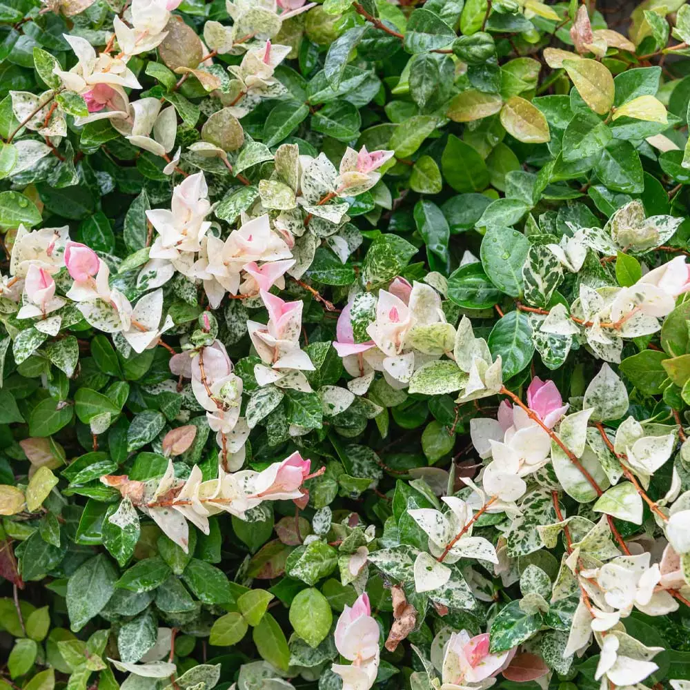 Brighter Blooms Snow-N-Summer™ Asiatic Jasmine Shrub 4 Brighter Blooms Snow-N-Summer™ Asiatic Jasmine Shrub