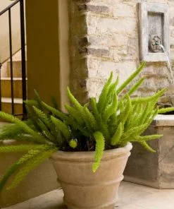 Brighter Blooms Myers Asparagus Fern Plant