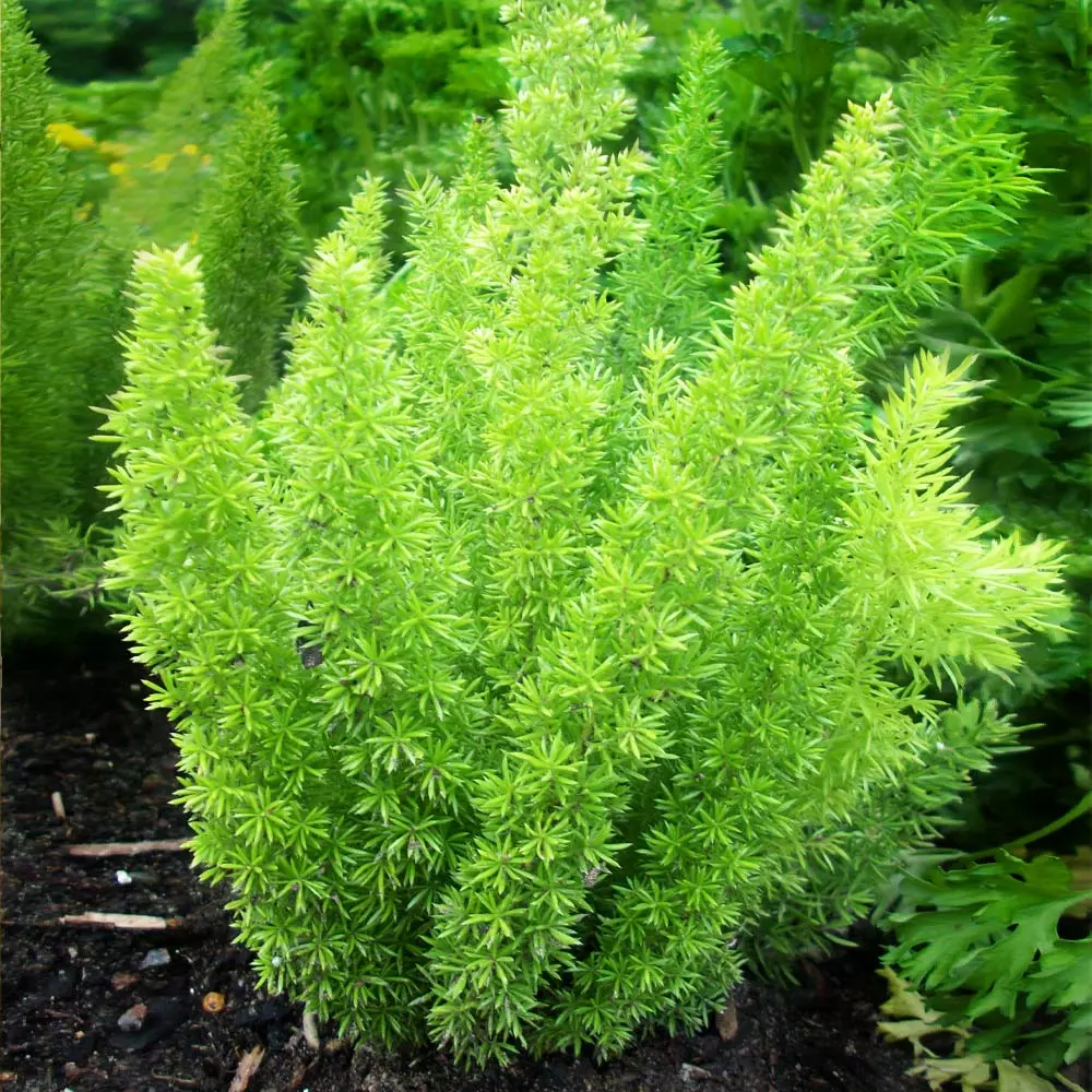 Brighter Blooms Myers Asparagus Fern Plant 4 Brighter Blooms Myers Asparagus Fern Plant